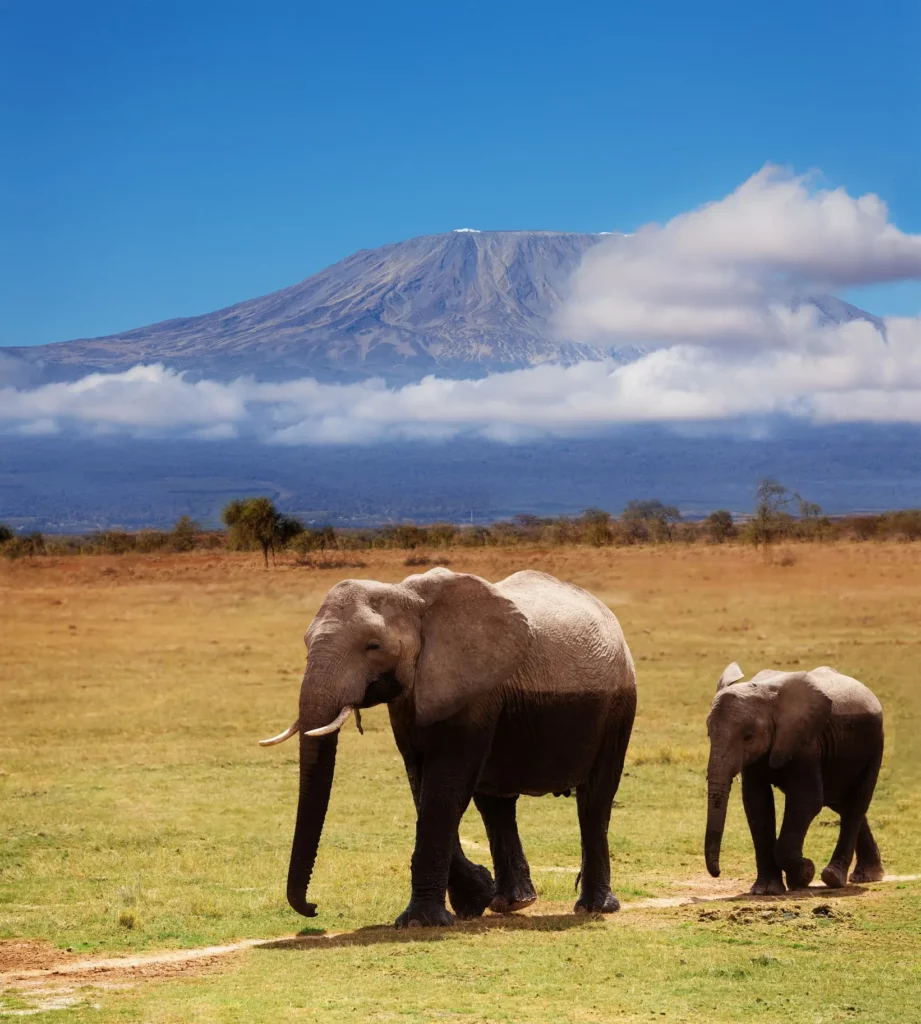 Luxury African safari coast