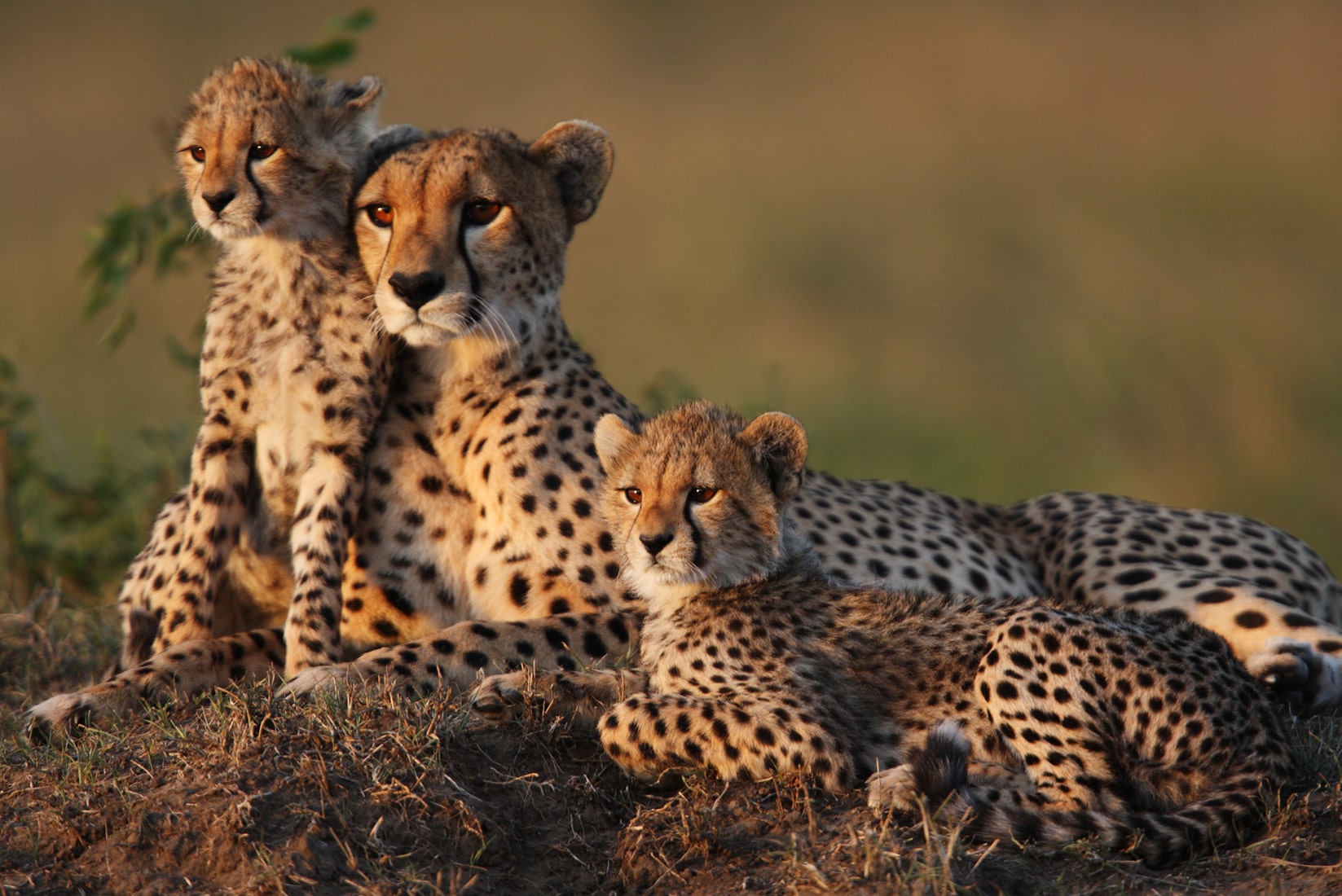 Leopard and her 3 cubs in Luxury African safari coast
