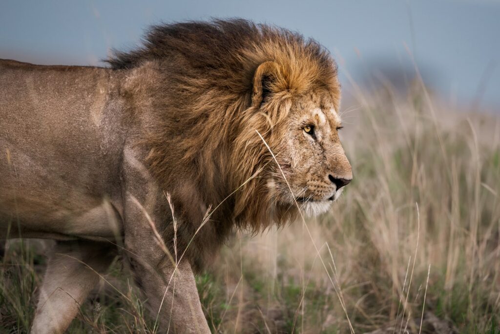 luxury african safari honeymoon featuring lions